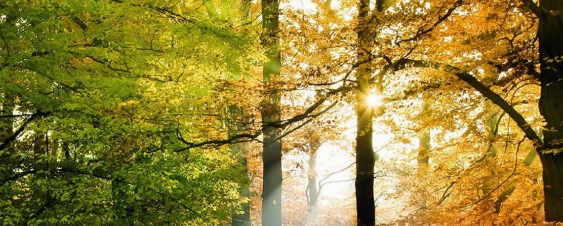 Herbst l2 einf
