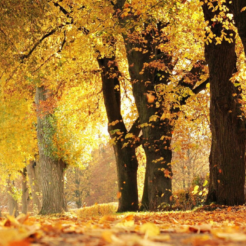 Herbst l einf